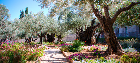 Garden-of-Gethsemane