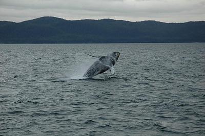 whale-jumping1